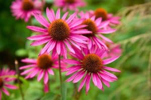 Coneflower with bright pink petals, The 17 Best Plants to Grow in Zone 5a -20 to -15 °F (-28.9 to -26.1 °C)