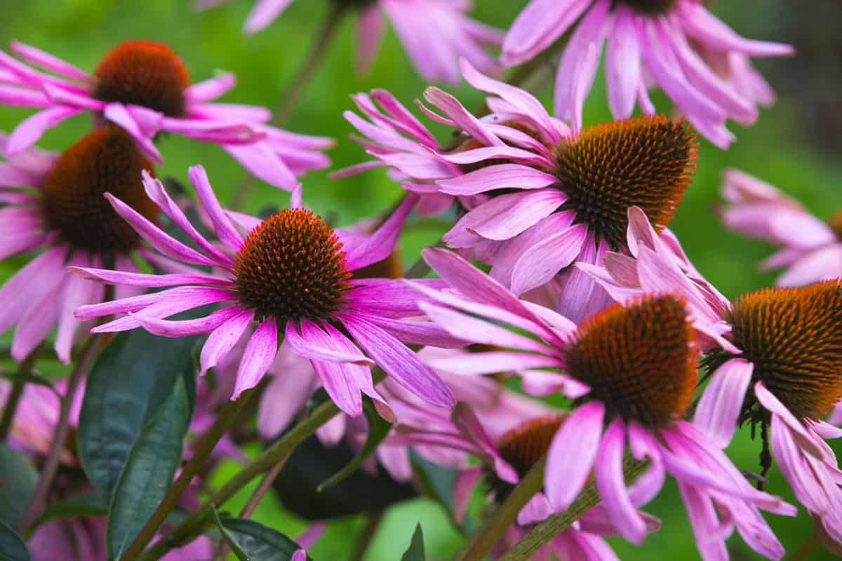 Coneflower with bright pink petals