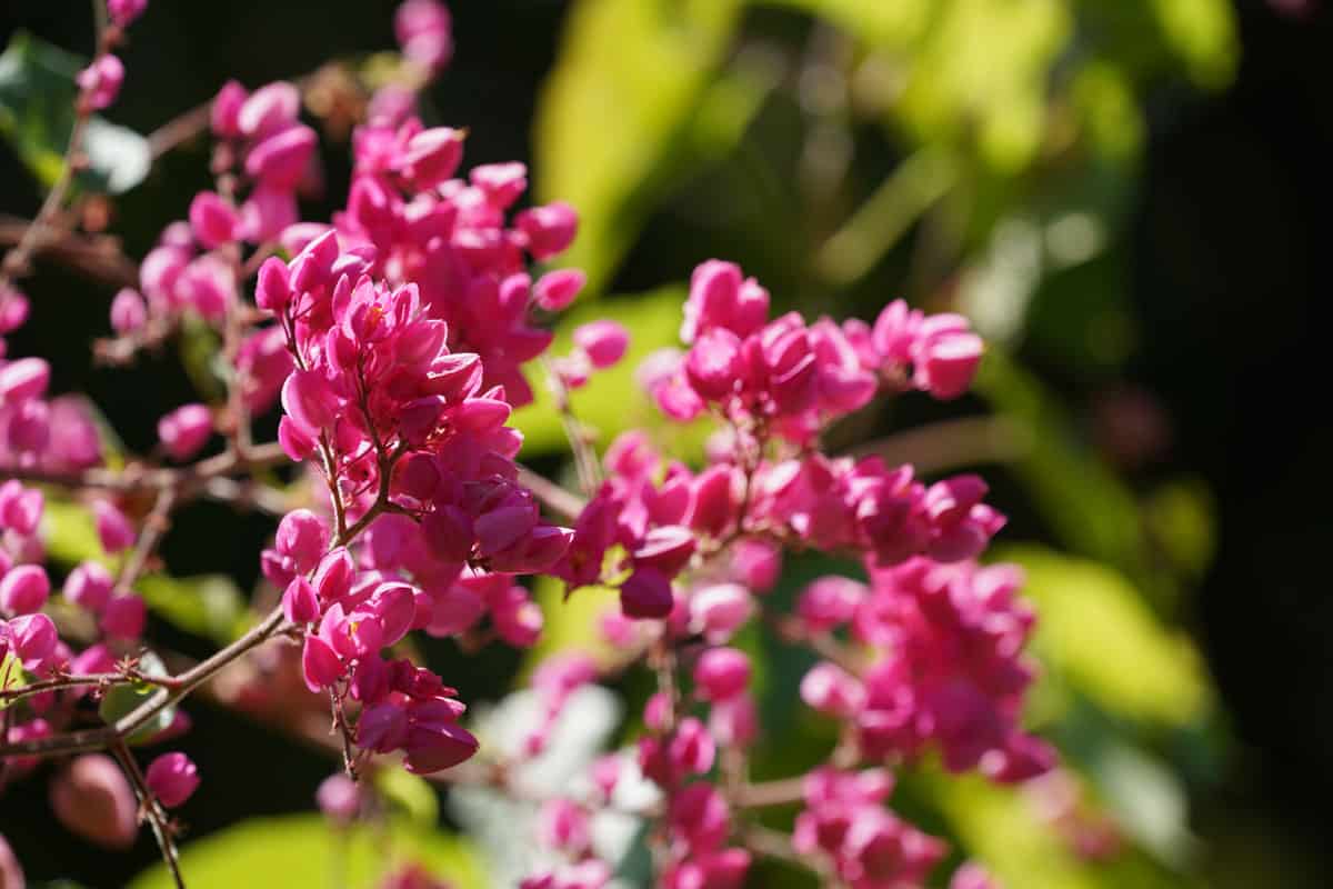 Bright pink colors of a Coral bells plant