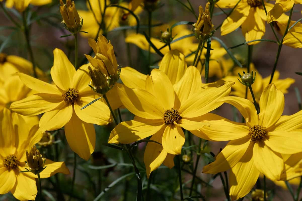 Coreopsis verticillata 'Grandiflora' is an annual Asteraceae with yellow flowers
