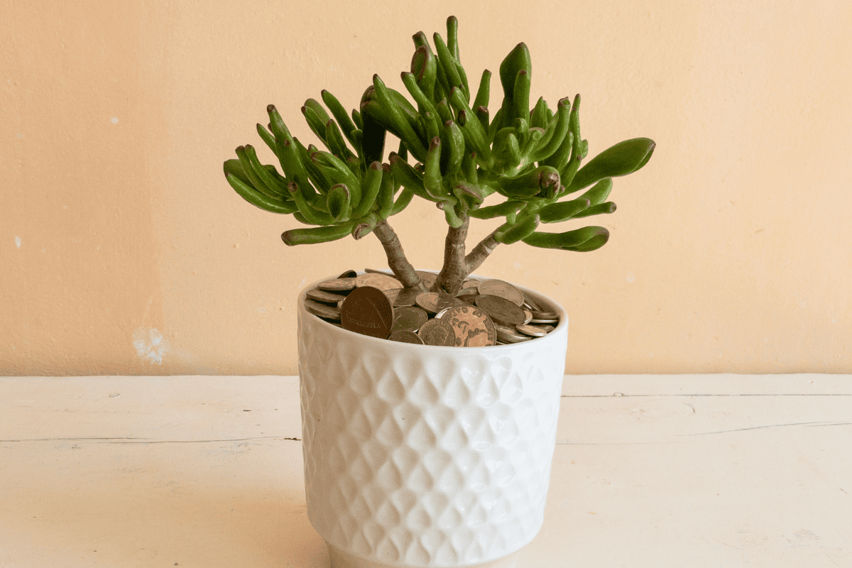 Crassula ovata gollum in a decorative planter with coins in it