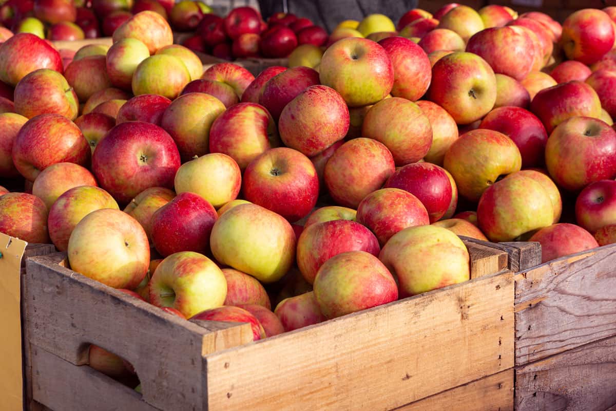 Crates filled with Honeycrisp apples