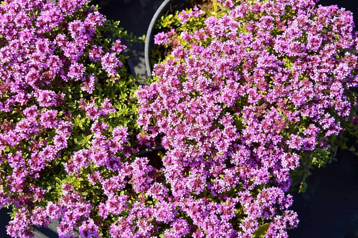 Gorgeous pink creeping thyme