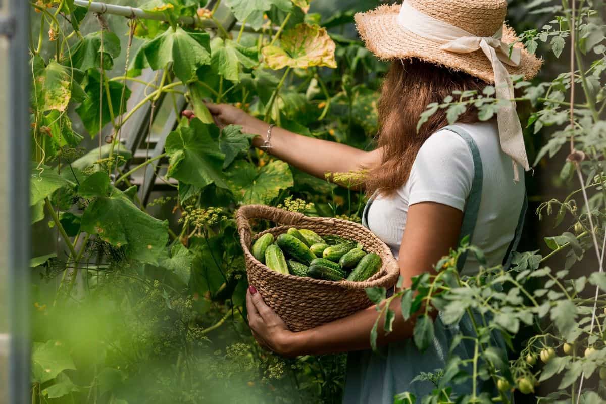 A farmer woman in a cotton apron tears cucumbers in a greenhouse into a wicker basket. The concept of harvesting. Summer and autumn on the farm are filled with organic themes. 