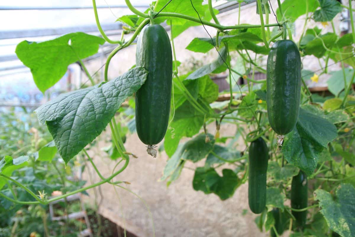 Cucumber harvest in a small domestic greenhouse. The cucumber fruits grow and are ready for harvesting. Variety of cucumbers, climbing vegetables, suitable for growing in the greenhouse.