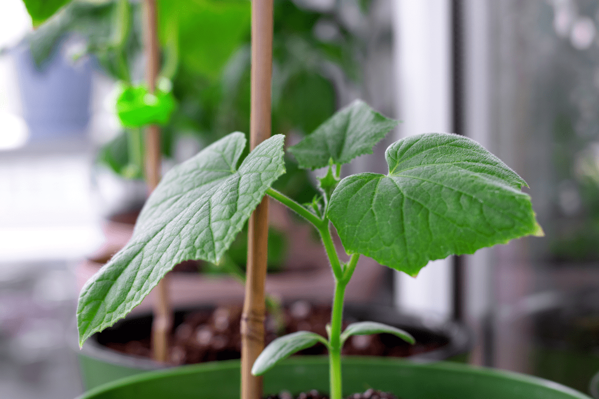 Cucumber plant in a pot on the window sill on the balcony