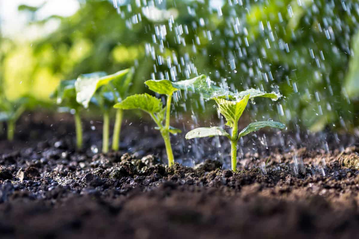 Cucumber sprouts in the field and farmer is watering it seedlings in the farmer's garden , agriculture, plant and life concept (soft focus, narrow depth of field)