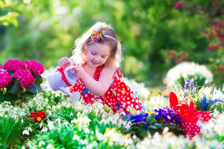 Cute curly little girl in a red summer dress working in the garden watering first spring flowers on a sunny day. Kids gardening. Child working in the backyard. Kid with water can. Children outdoors.