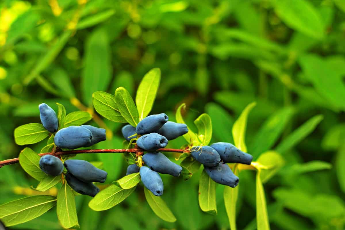 Dark blue colored Haskap Berry