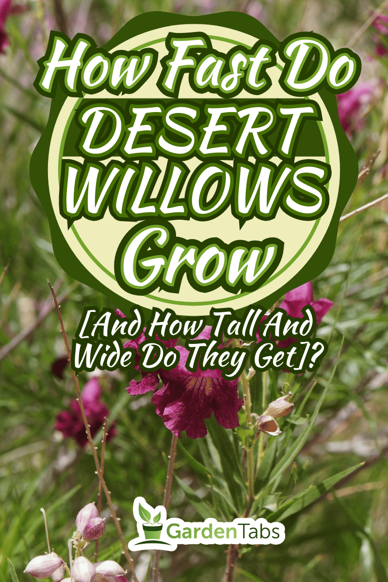 Desert willow (Chilopsis linearis) blossom
