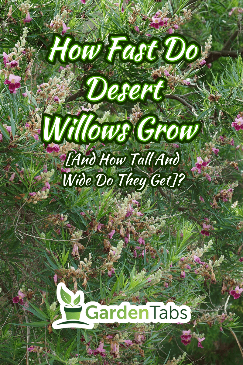 Desert willow tree (Chilopsis linearis). - How Fast Do Desert Willows Grow [And How Tall And Wide Do They Get]?