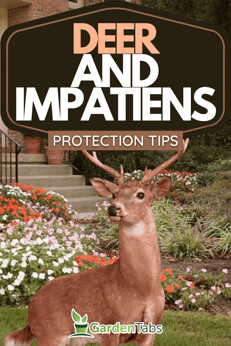 A collage of Lush flower beds with impatiens line a walkway to a front door of a residence and a deer, Do Deer Eat Impatiens [And How To Protect Your Impatiens From Them]