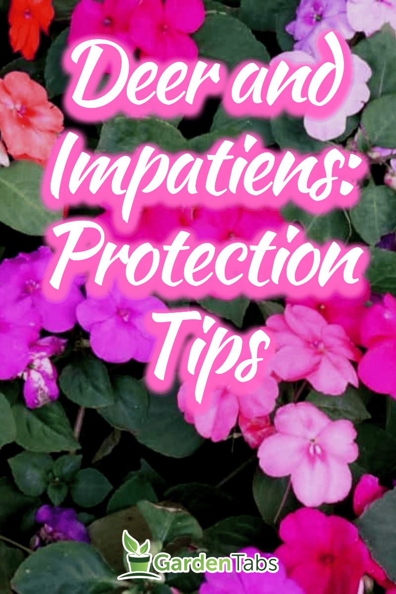 Do Deer Eat Impatiens [And How To Protect Your Impatiens From Them]