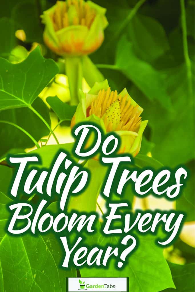 Flowering tulip tree (liriodendron tulipifera), Do Tulip Trees Bloom Every Year?