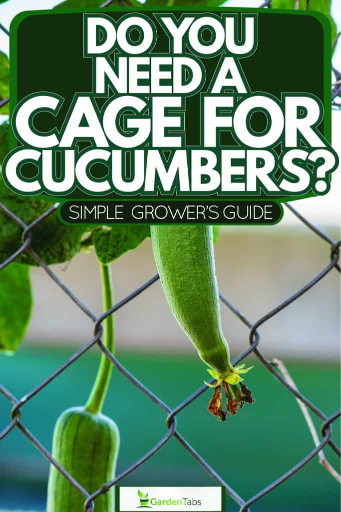 Up close photo of a huge cucumber in a garden, Do You Need A Cage For Cucumbers? Simple Grower's Guide