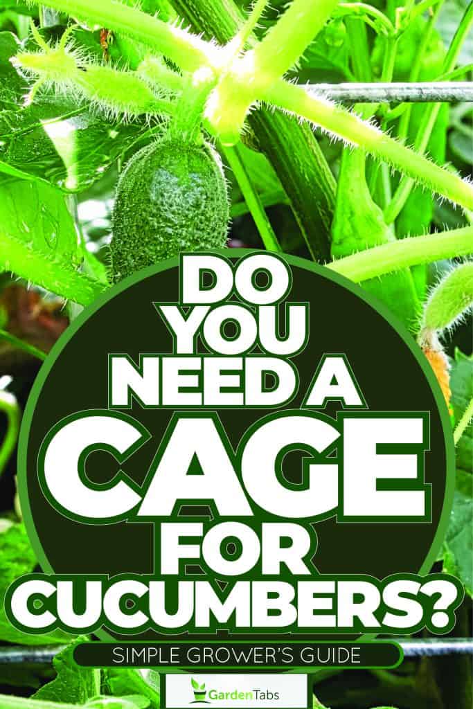 Up close photo of a huge cucumber in a garden, Do You Need A Cage For Cucumbers? Simple Grower's Guide