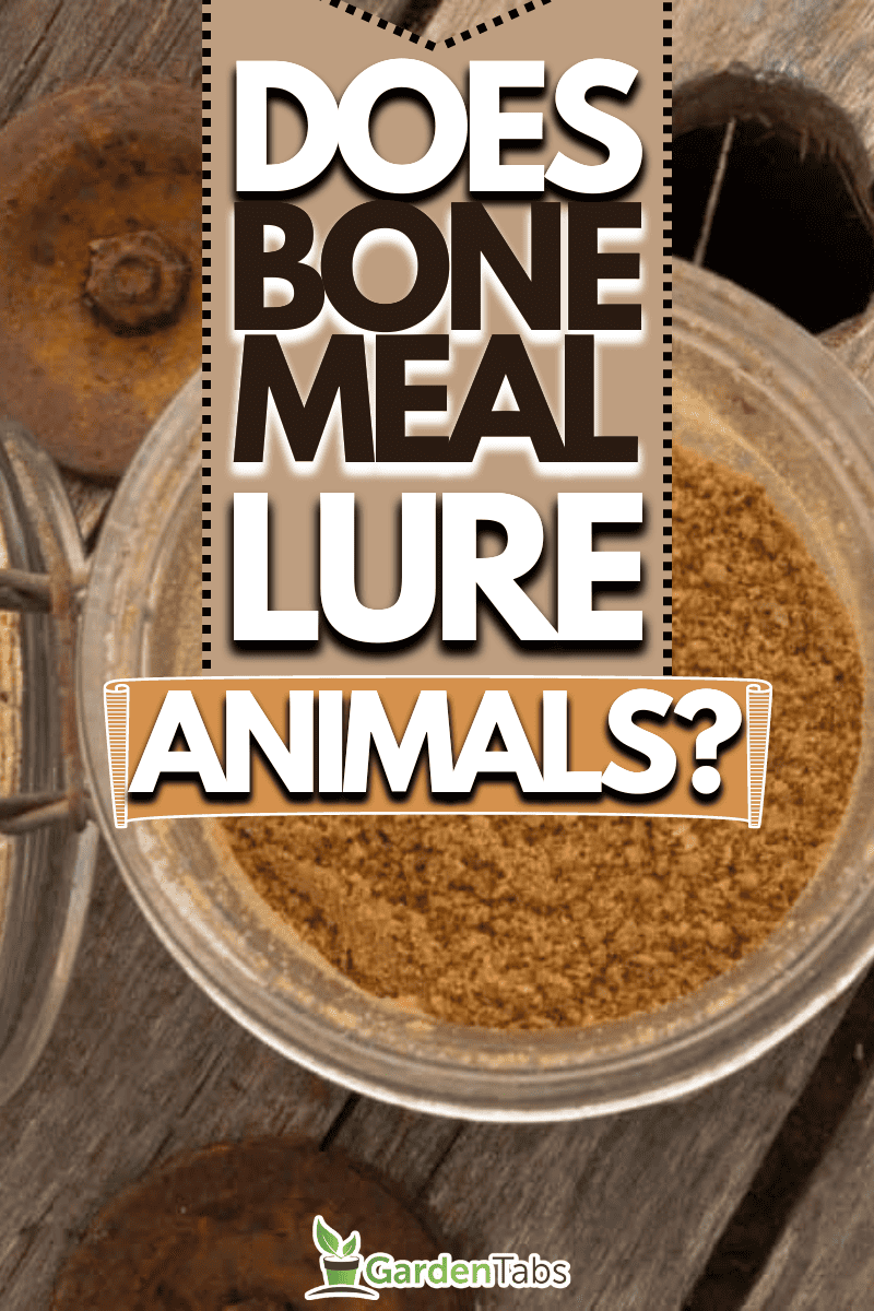 Does Bone Meal Attract Animals?