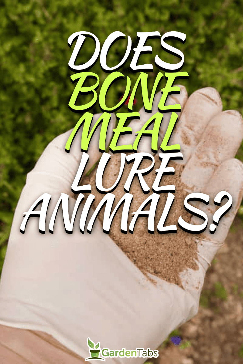 Does Bone Meal Attract Animals?