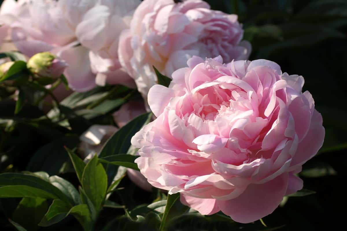Double pink peony flower. Paeonia lactiflora (Chinese peony or common garden peony) is a species of herbaceous perennial flowering plant in the family Paeoniaceae.