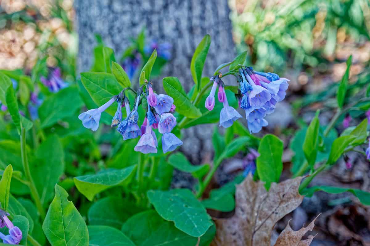 Drooping virginia blue bells photographed up close