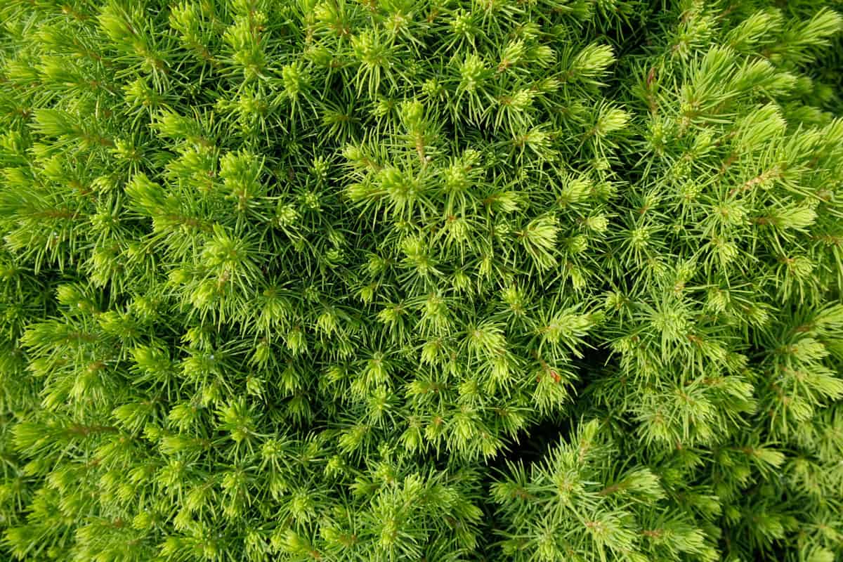 Dwarf Alberta Spruce photographed on a top view