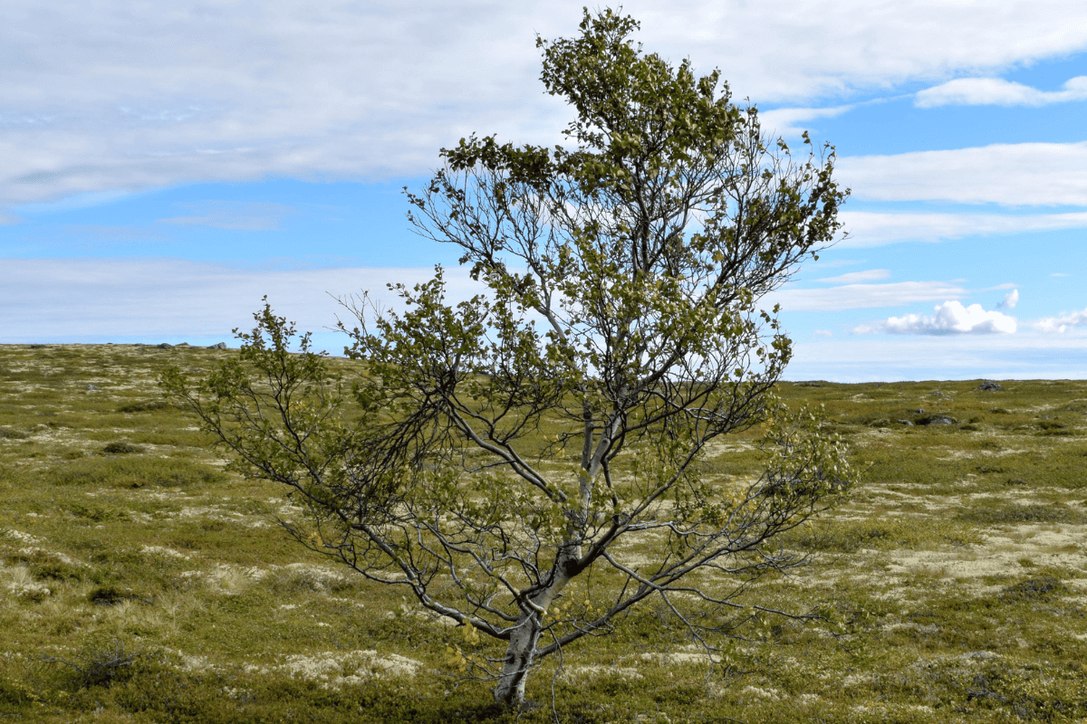 Dwarf birch grows alone in the tundra