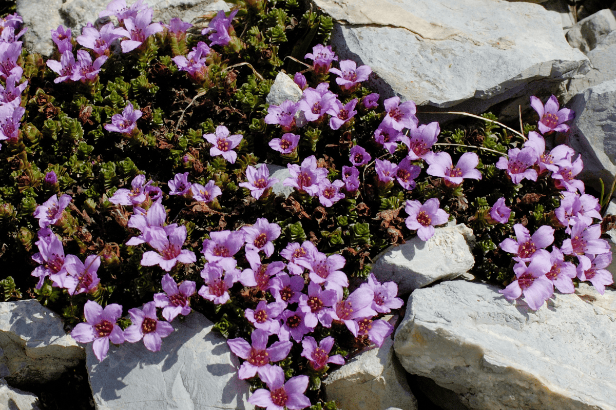 Edible flowers of purple saxifrage