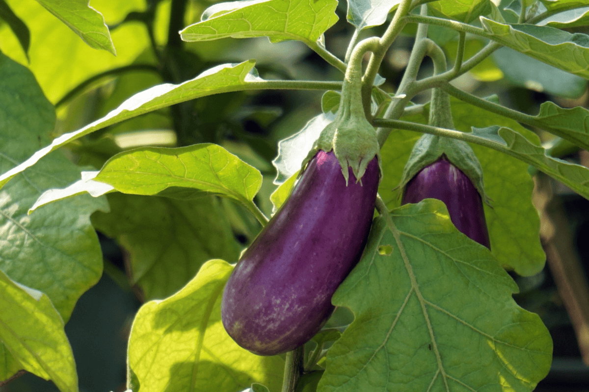 Eggplant (Solanum melongen) close up in vegetable garden