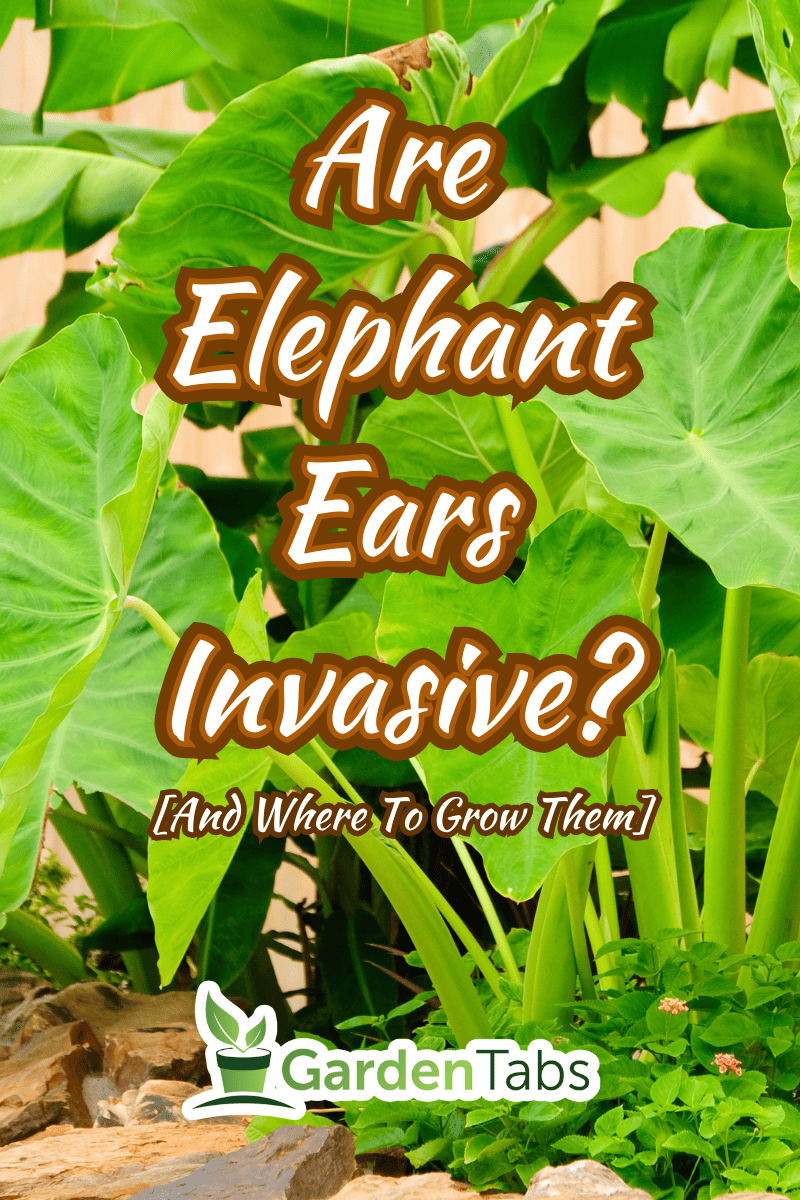 Elephant Ear plant growing in a tropical garden.