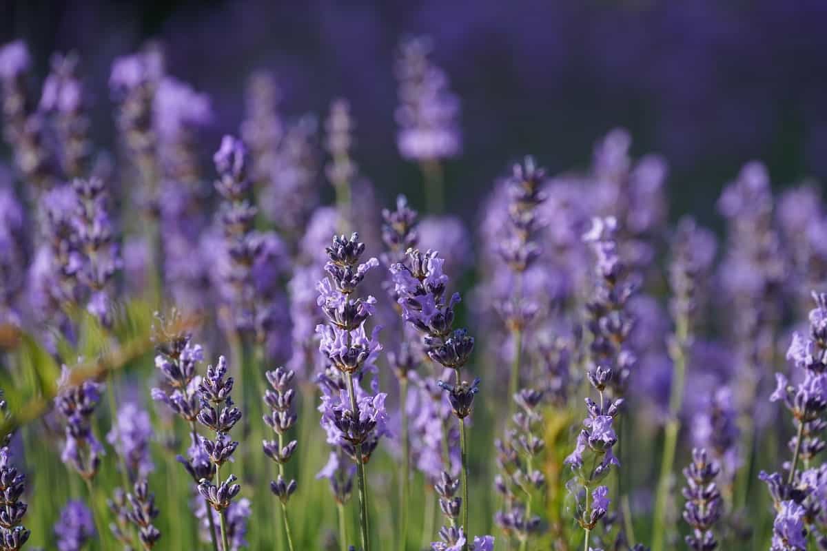 English lavender or Lavandula angustifolia