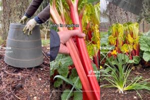 Three screenshots of video showing how to force rhubarb. colorful stalks.