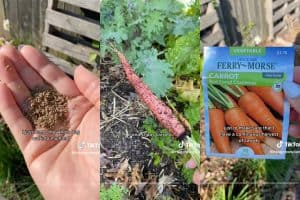 Chaos carrot planting