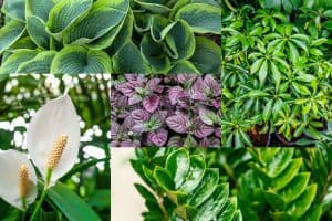 Hosta, peace lily, zz plant, waffle plant, and umbrella tree in a collage image