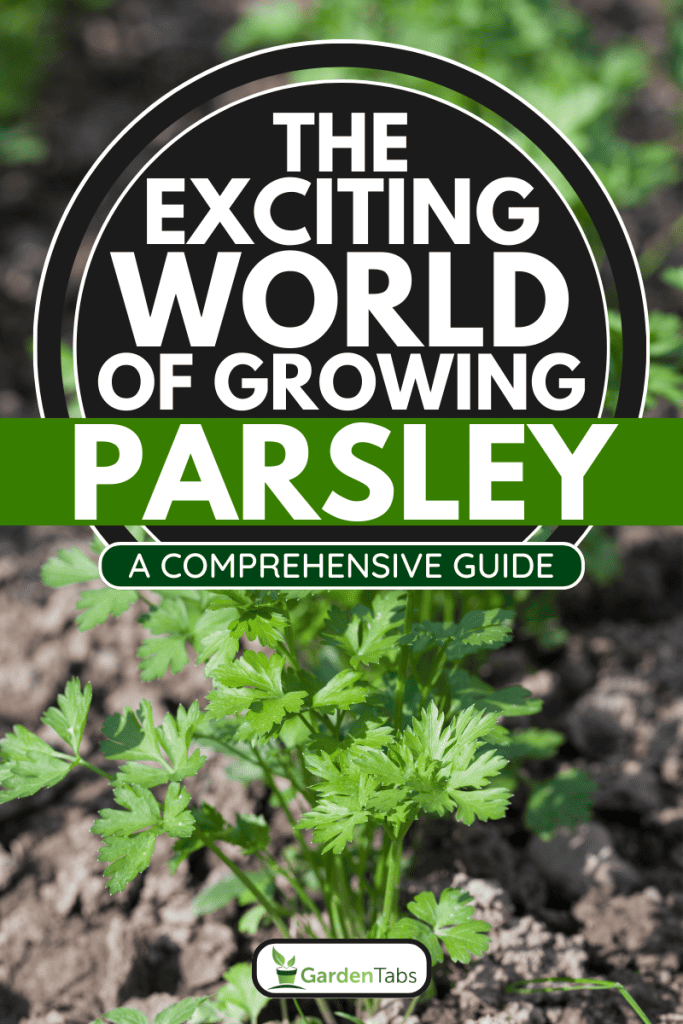 Flat parsley growing in rows in the garden bed, The Exciting World of Growing Parsley: A Comprehensive Guide
