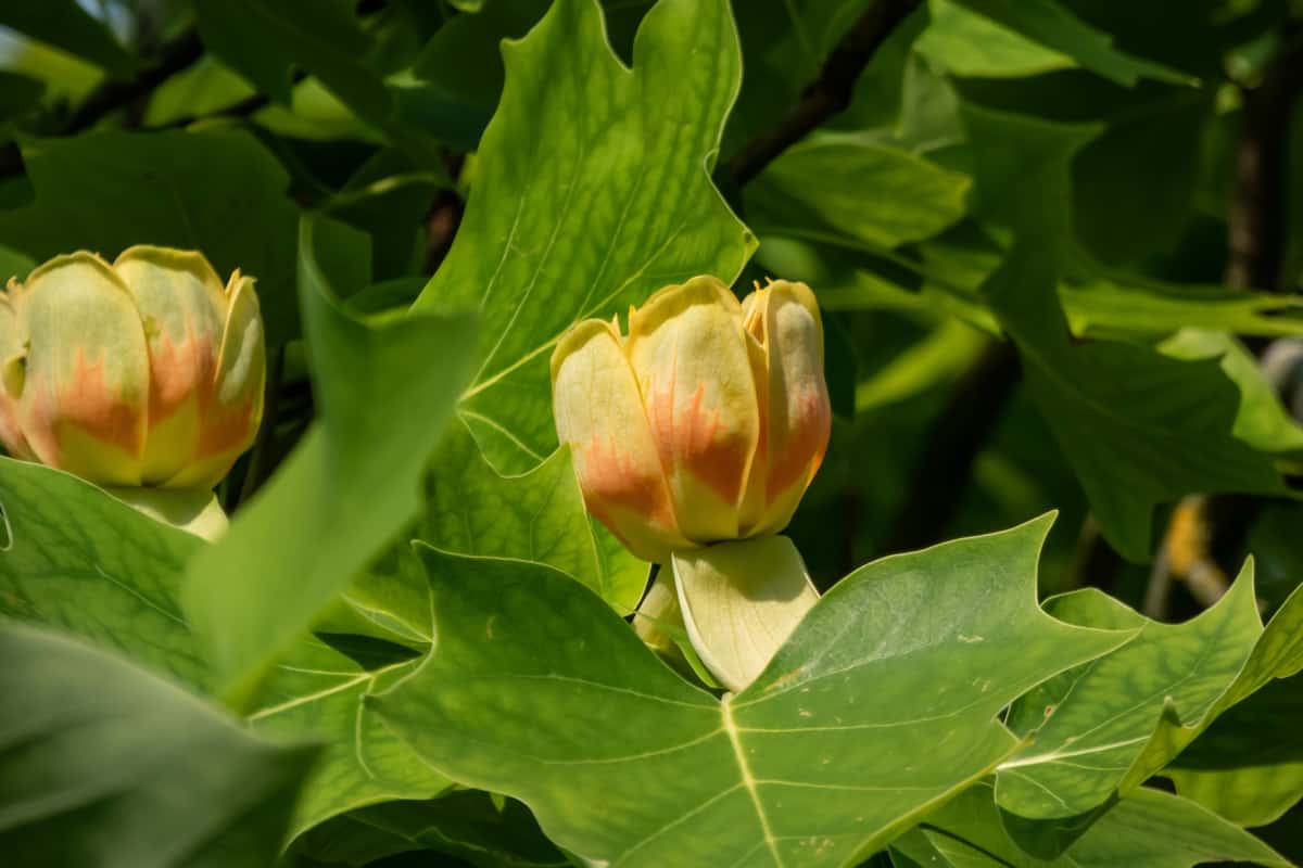 Flowering tulip tree (liriodendron tulipifera)