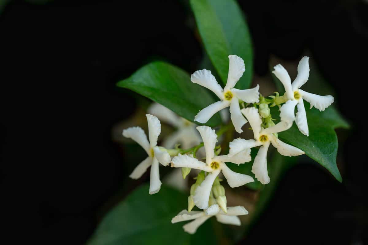 Flowers of Trachelospermum jasminoides; other names include confederate jasmine, southern jasmine, star jasmine, confederate jessamine, and Chinese star jasmine.
