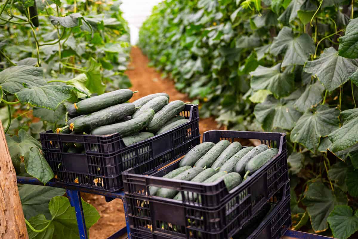Fresh harvested cucumbers in small plastic crates