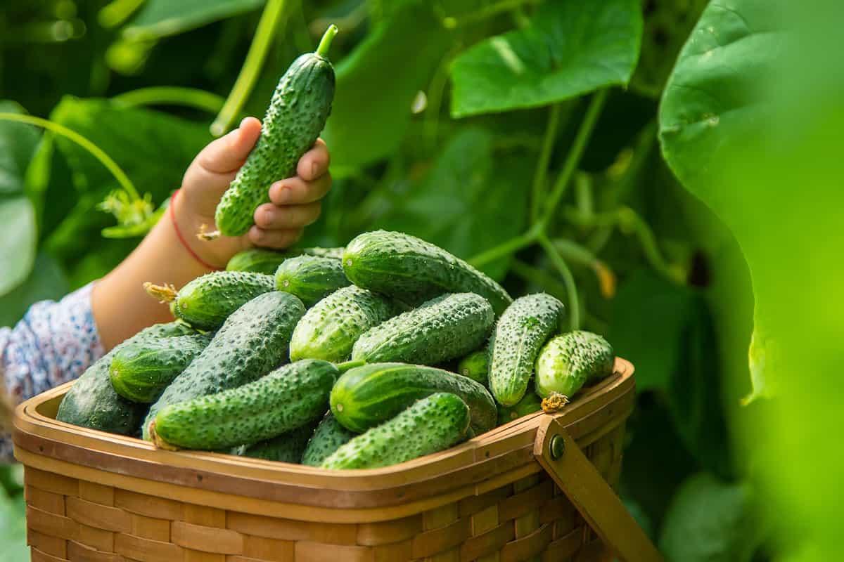 Fresh harvested cucumbers on a basket