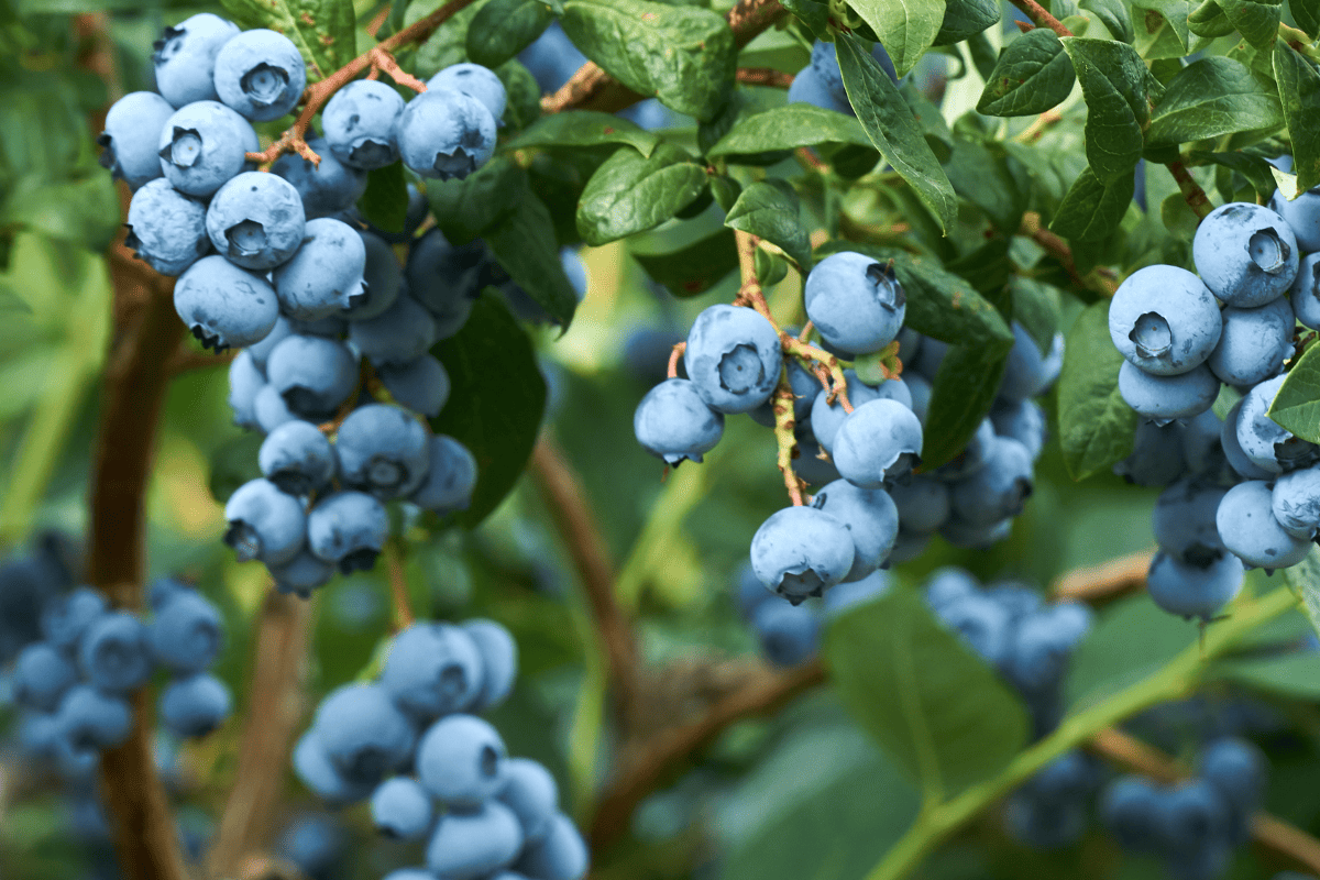 Fresh organic blueberrys on the bush