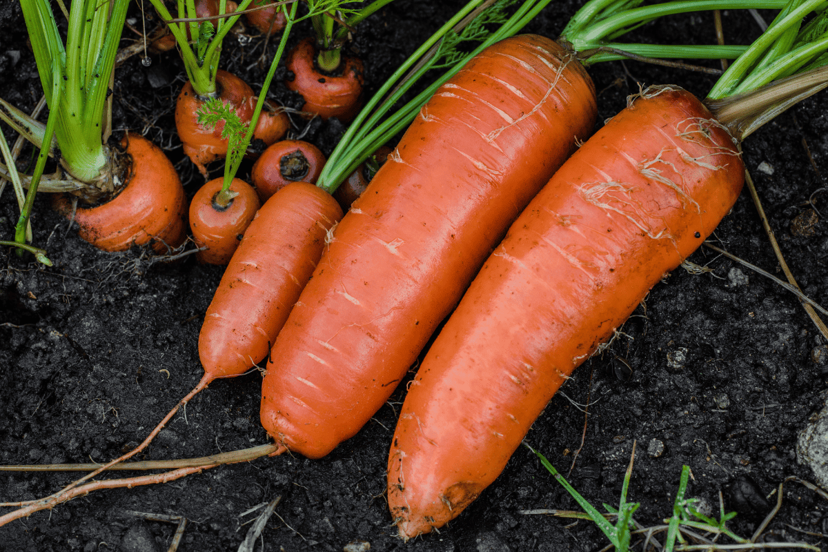 Fresh organic carrots right out of the ground