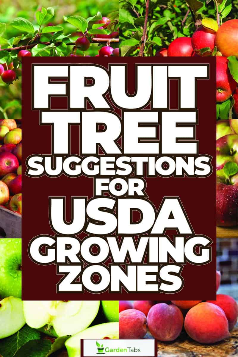 McIntosh apples placed on top of a chopping board, Fruit Tree Suggestions for USDA Growing Zones 1-13