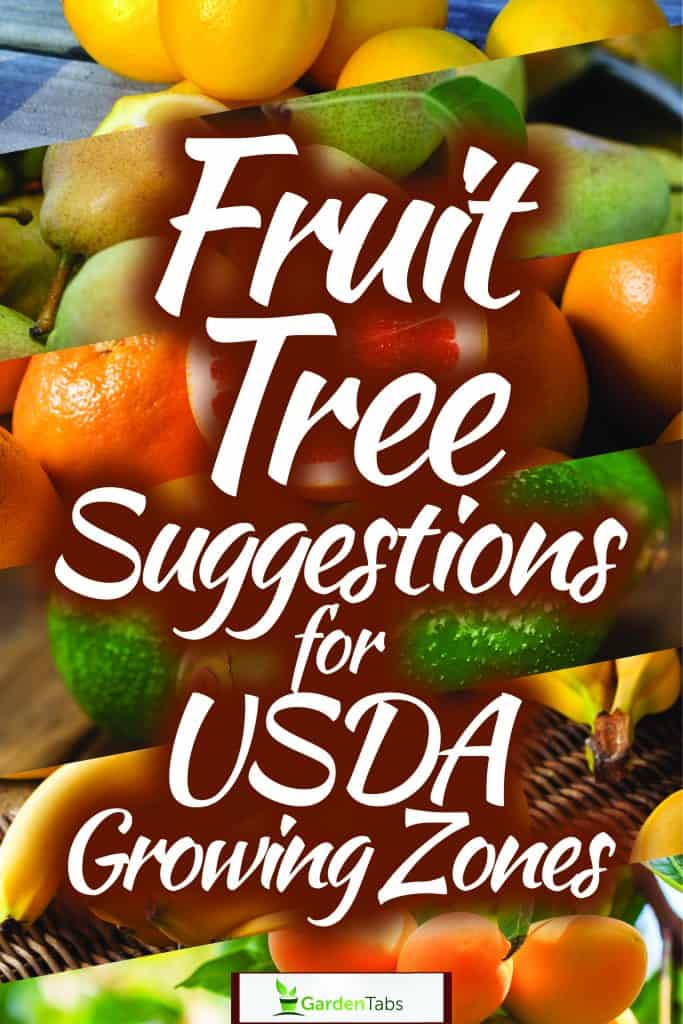 McIntosh apples placed on top of a chopping board, Fruit Tree Suggestions for USDA Growing Zones 1-13