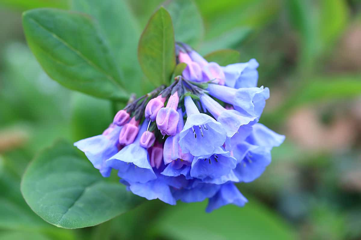 Gorgeous Virginia Bluebells photographed at a sunny day
