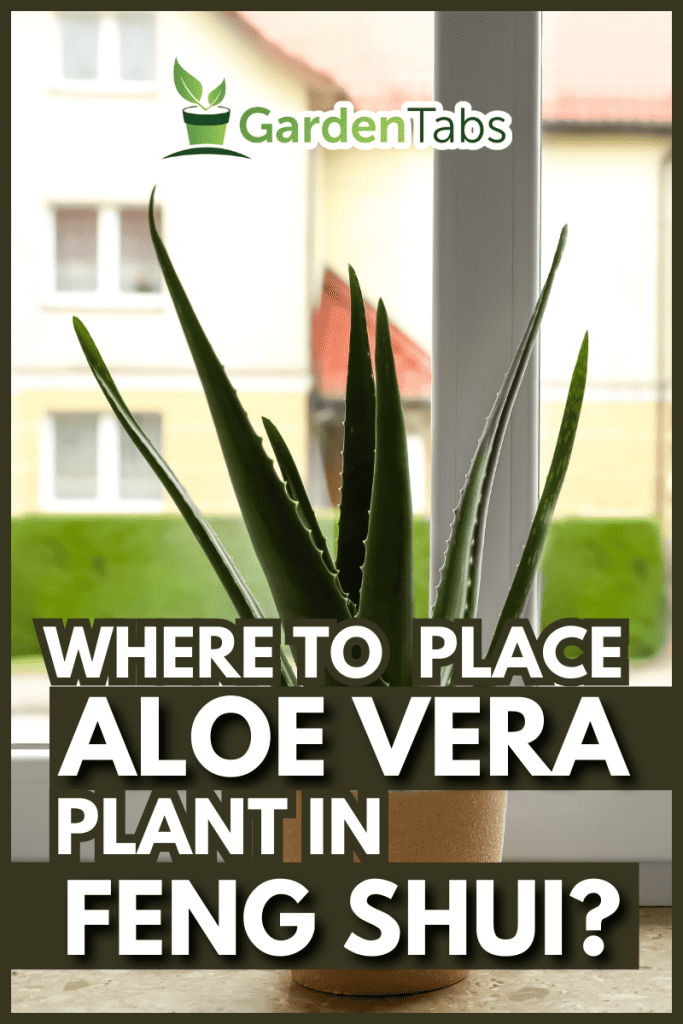 Green aloe vera in pot on marble windowsill indoors, space for text. Beautiful houseplant
