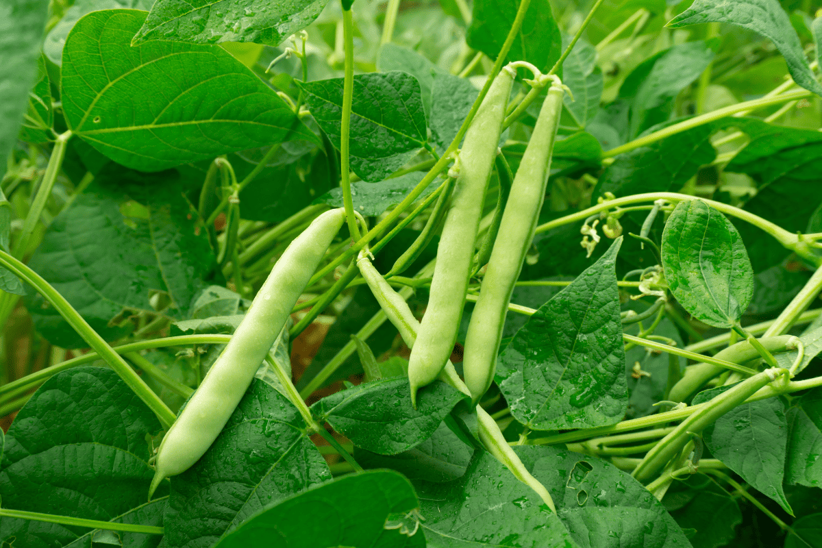Green beans plant with fresh leaves