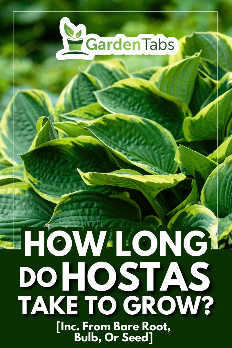 Green bush Hosta. Hosta leaves. Beautiful Hosta leaves background. Hosta - an ornamental plant for landscaping park and garden design. - How Long Do Hostas Take To Grow? [Inc. From Bare Root, Bulb, Or Seed]