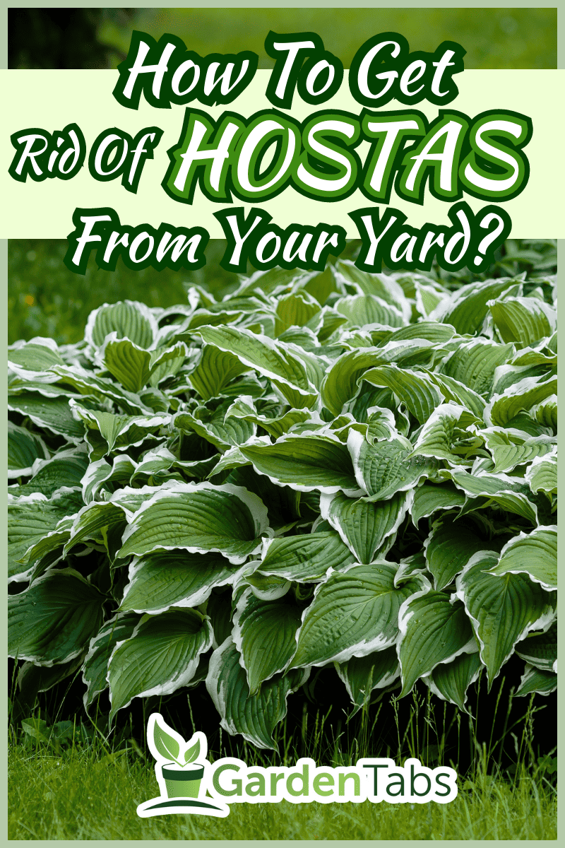 Green bush Hosta. Hosta leaves. Beautiful Hosta leaves background. Hosta - an ornamental plant for landscaping park and garden design. - How To Get Rid Of Hostas From Your Yard?
