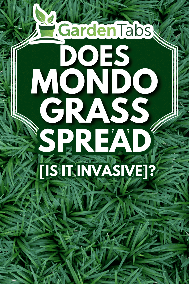 Green leaves plant Mondo Grass Ophiopogon Japonicus garden background. - Does Mondo Grass Spread [Is It Invasive]?