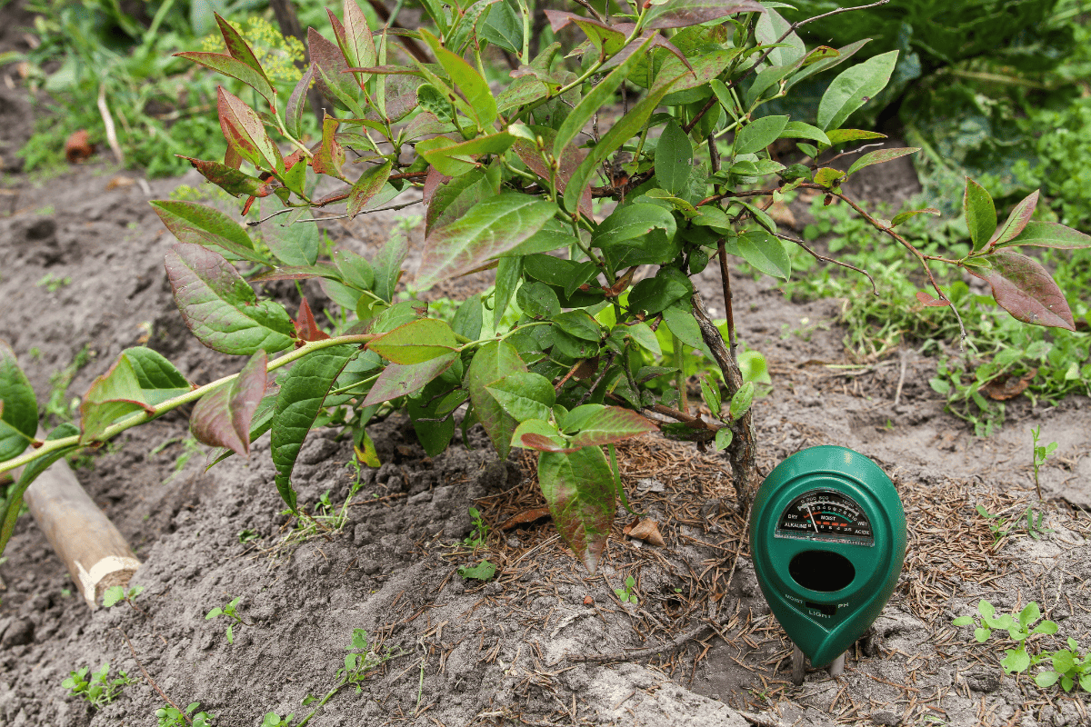 Green plants measure pH and soil moisture