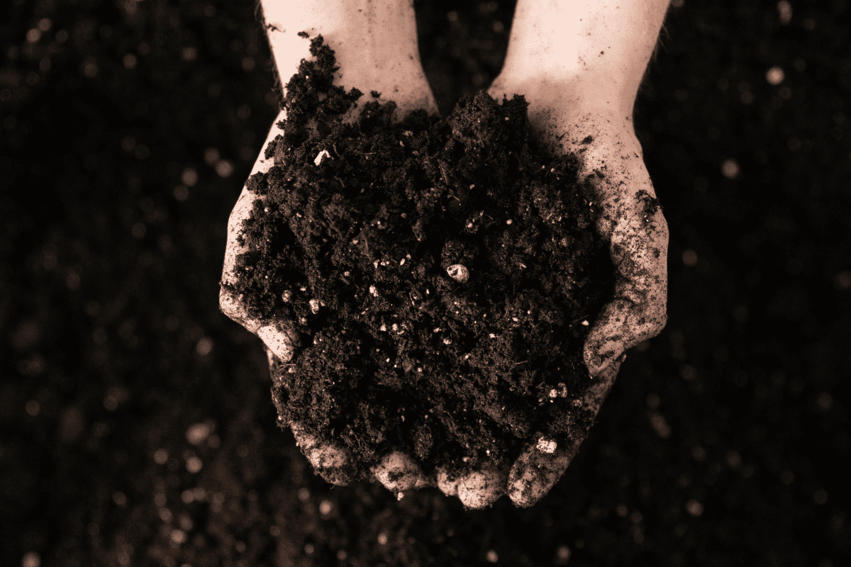 Hands holding dark moist soil